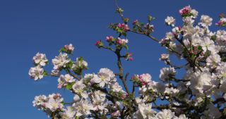 Link to Video | landscape, Saarland, spring, Germany, 4K resolution, 2020, flower, apple tree