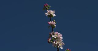 Link to Video | landscape, Saarland, spring, Germany, 4K resolution, 2020, flower, apple tree