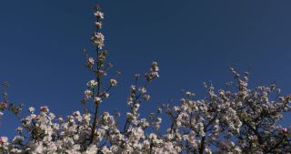 Link to Video | landscape, Saarland, spring, Germany, 4K resolution, 2020, flower, apple tree