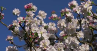 Link to Video | landscape, Saarland, spring, Germany, 4K resolution, 2020, flower, apple tree