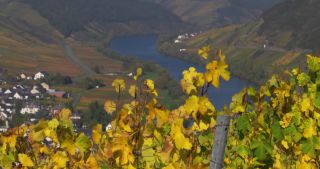 Link zum Video | Landschaft, Rheinland-Pfalz, Herbst, Mosel, Deutschland
