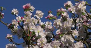 Link to Video | landscape, Saarland, spring, Germany, 4K resolution, 2020, flower, apple tree