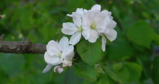 Link to Video | landscape, Saarland, spring, Germany, 4K resolution, 2020, flower, apple tree
