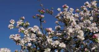 Link to Video | landscape, Saarland, spring, Germany, 4K resolution, 2020, flower, apple tree
