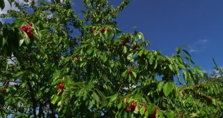 Link to Video | landscape, Saarland, summer, Germany, cherry, 4K resolution, 2020