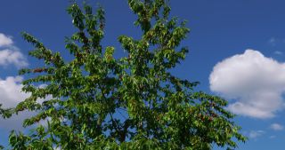 Link to Video | landscape, Saarland, summer, Germany, cherry, 4K resolution, 2020