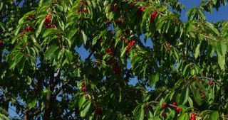 Link to Video | landscape, Saarland, summer, Germany, cherry, 4K resolution, 2020