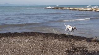 Link to Video | dog, sea, Spain, beach, Alicante, Land of Valencia, Dénia