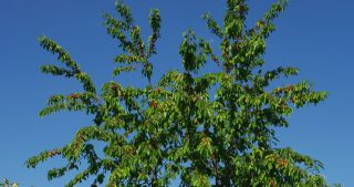 Link to Video | landscape, Saarland, summer, Germany, cherry, 4K resolution, 2020