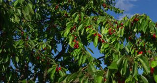 Link to Video | landscape, Saarland, summer, Germany, cherry, 4K resolution, 2020