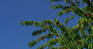 Link to Video | landscape, Saarland, summer, Germany, cherry, 4K resolution, 2020