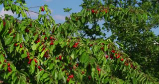 Link to Video | landscape, Saarland, summer, Germany, cherry, 4K resolution, 2020
