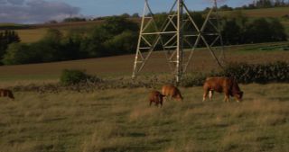 Link to Video | landscape, Saarland, summer, Germany, 4K resolution, 2020, Common Starling, electricity pylon type, cattle, transmission tower