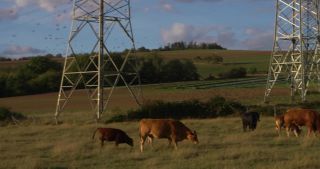 Link to Video | landscape, Saarland, summer, Germany, 4K resolution, 2020, Common Starling, electricity pylon type, cattle, transmission tower