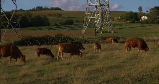 Link to Video | landscape, Saarland, summer, Germany, 4K resolution, 2020, Common Starling, electricity pylon type, cattle, transmission tower