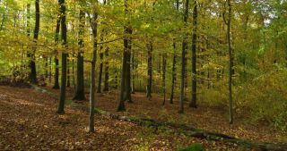 Link to Video | landscape, Saarland, autumn, Fagus sylvatica, Germany, color, 4K resolution, forest, Marpingen