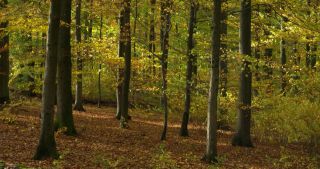 Link to Video | landscape, Saarland, autumn, Fagus sylvatica, Germany, color, 4K resolution, forest, Marpingen