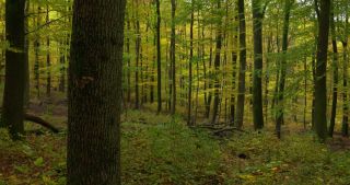 Link to Video | landscape, Saarland, autumn, Fagus sylvatica, Germany, color, 4K resolution, forest, Marpingen