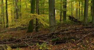 Link to Video | landscape, Saarland, autumn, Fagus sylvatica, Germany, color, 4K resolution, forest, Marpingen