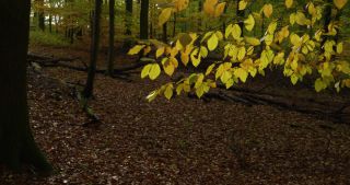 Link to Video | landscape, Saarland, autumn, Fagus sylvatica, Germany, color, 4K resolution, forest, Marpingen