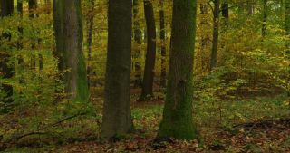 Link to Video | landscape, Saarland, autumn, Fagus sylvatica, Germany, color, 4K resolution, forest, Marpingen