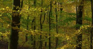 Link to Video | landscape, Saarland, autumn, Fagus sylvatica, Germany, color, 4K resolution, forest, Marpingen