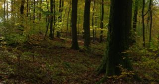 Link to Video | landscape, Saarland, autumn, Fagus sylvatica, Germany, color, 4K resolution, forest, Marpingen