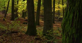 Link to Video | landscape, Saarland, autumn, Fagus sylvatica, Germany, color, 4K resolution, forest, Marpingen