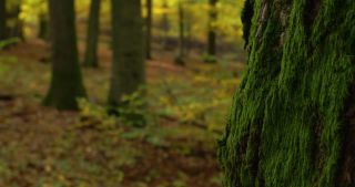Link to Video | landscape, Saarland, autumn, Fagus sylvatica, Germany, color, 4K resolution, forest, Marpingen