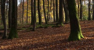 Link to Video | landscape, Saarland, autumn, Fagus sylvatica, Germany, color, 4K resolution, forest, Marpingen