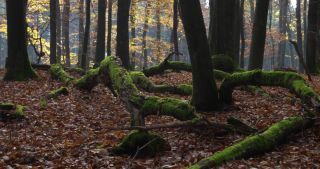 Link to Video | landscape, Saarland, autumn, Fagus sylvatica, Germany, color, 4K resolution, forest, Marpingen