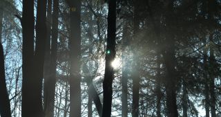 Link to Video | landscape, Saarland, autumn, Germany, mist, Picea, Marpingen, crepuscular ray