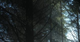 Link to Video | landscape, Saarland, autumn, Germany, mist, Picea, Marpingen, crepuscular ray