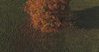 Link to Video | landscape, Saarland, autumn, Aesculus, rural area, Germany, aerial shot, Marpingen, St. Wendel