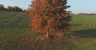 Link zum Video | Landschaft, Saarland, Herbst, Rosskastanien, ländlicher Raum, Deutschland, Luftaufnahme, Marpingen, Landkreis St. Wendel