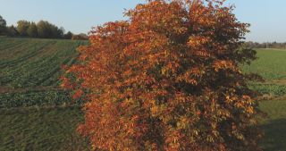 Link to Video | landscape, Saarland, autumn, Aesculus, rural area, Germany, aerial shot, Marpingen, St. Wendel