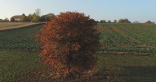 Link zum Video | Landschaft, Saarland, Herbst, Rosskastanien, ländlicher Raum, Deutschland, Luftaufnahme, Marpingen, Landkreis St. Wendel