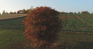 Link zum Video | Landschaft, Saarland, Herbst, Rosskastanien, ländlicher Raum, Deutschland, Luftaufnahme, Marpingen, Landkreis St. Wendel
