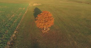 Link zum Video | Landschaft, Saarland, Herbst, Rosskastanien, ländlicher Raum, Deutschland, Luftaufnahme, Marpingen, Landkreis St. Wendel