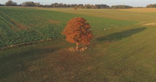 Link zum Video | Landschaft, Saarland, Herbst, Rosskastanien, ländlicher Raum, Deutschland, Luftaufnahme, Marpingen, Landkreis St. Wendel