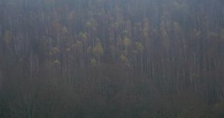 Link to Video | landscape, Saarland, autumn, Germany, mist, forest, Marpingen, St. Wendel
