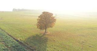 Link to Video | landscape, Saarland, autumn, Aesculus, rural area, Germany, aerial shot, Marpingen, St. Wendel