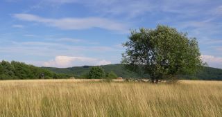 Link zum Video | Landschaft, Saarland, Sommer, Deutschland, Naturpark Saar-Hunsrück, Peterberg, Nonnweiler, Nohfelden, Landkreis St. Wendel