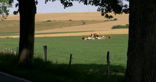 Link zum Video | Landschaft, Saarland, Sommer, Deutschland, Naturpark Saar-Hunsrück, Landkreis Saarlouis, Saargau