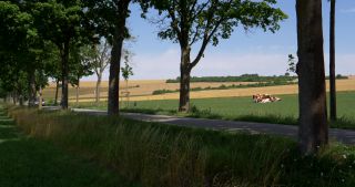 Link to Video | landscape, Saarland, summer, Germany, Saar-Hunsrück Nature Park, Saarlouis, Saargau