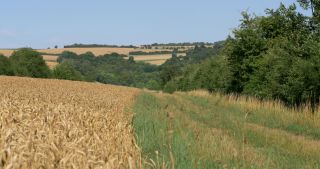 Link to Video | landscape, Saarland, summer, Germany, Saar-Hunsrück Nature Park, Saarlouis, Saargau