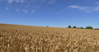 Link to Video | landscape, Saarland, summer, Germany, Saar-Hunsrück Nature Park, Saarlouis, Saargau