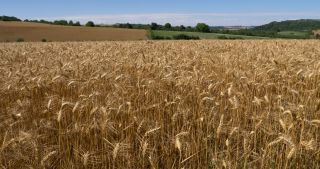 Link to Video | landscape, Saarland, summer, Germany, Saar-Hunsrück Nature Park, Saarlouis, Saargau