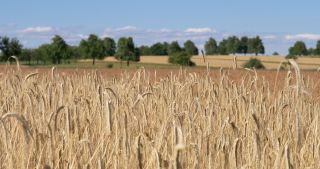 Link to Video | landscape, Saarland, summer, Germany, Saar-Hunsrück Nature Park, Saarlouis, Saargau