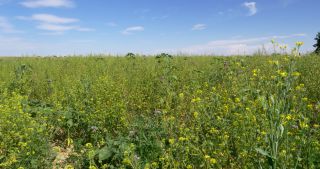 Link to Video | landscape, Saarland, summer, Germany, Saar-Hunsrück Nature Park, Saarlouis, Saargau